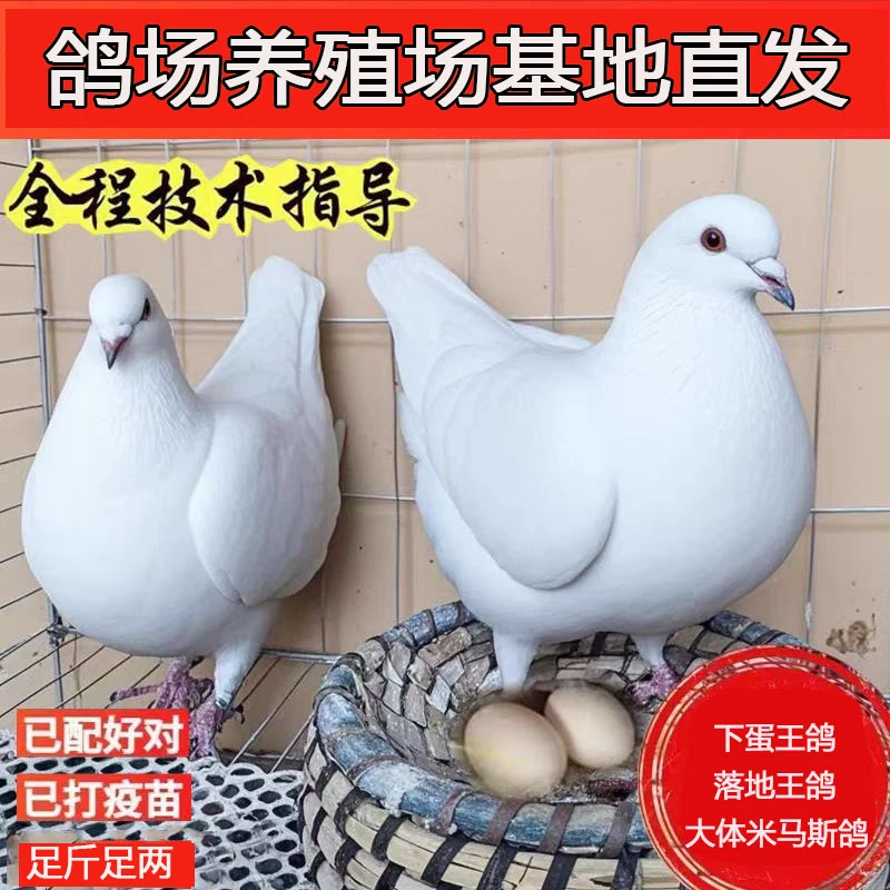 Ｌ瑞2-4只纯种下蛋王落地王鸽子生鲜肉鸽青年鸽公母对版活体到家