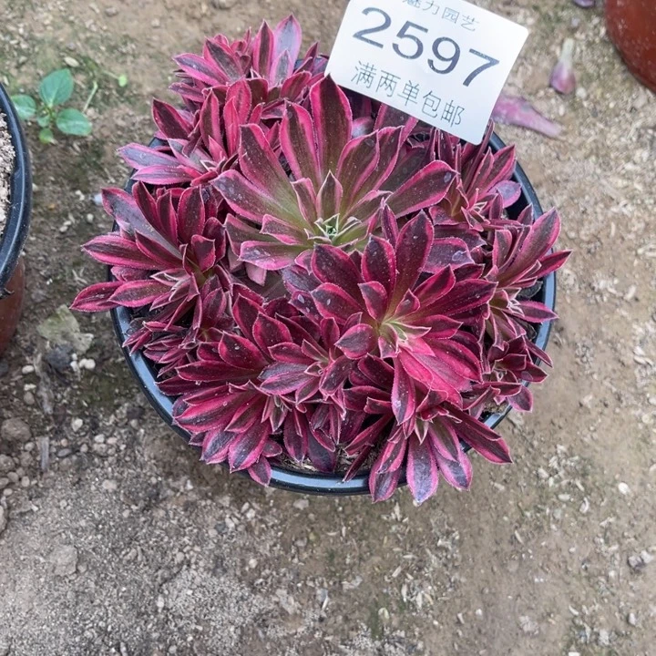 凤凰的人多肉的人2597