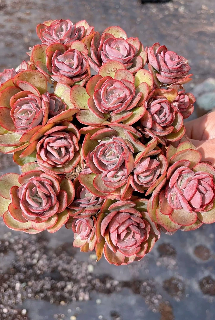 精品多肉  精品秀妍