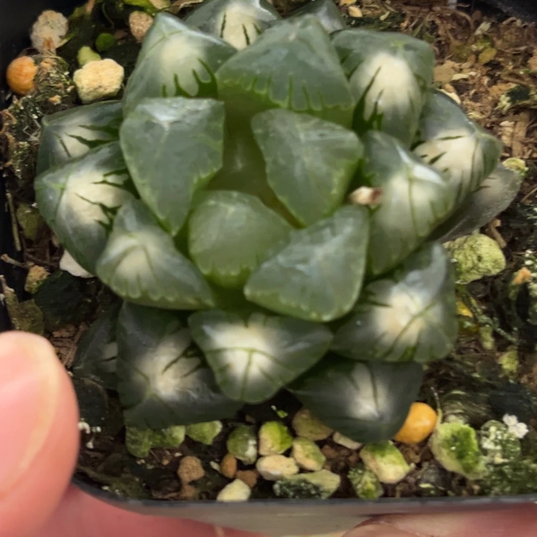 159老川玉露发发发发发发