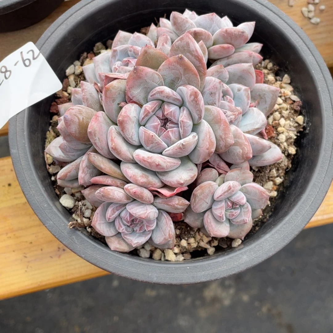 珈***节9-28-62静好多肉园艺
