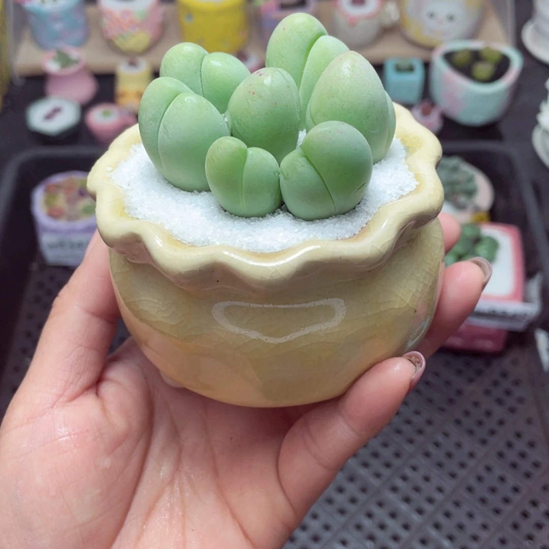 ?**岁w8349 带盆土发货 -零下地区拍保温箱