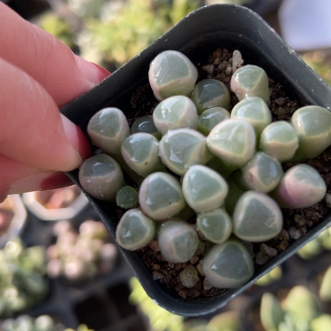 多肉植物五十灵玉