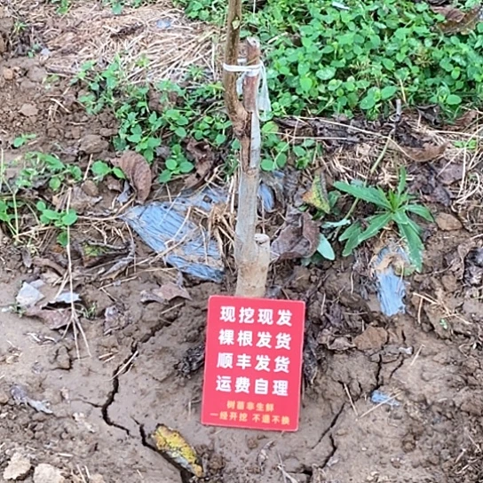 新***营吊坠文玩核桃蛤蟆