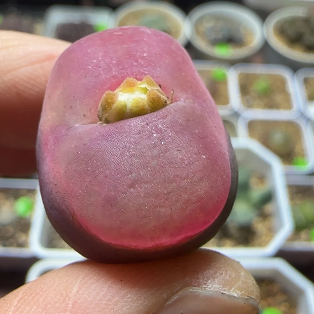 漂漂亮亮多肉植物116