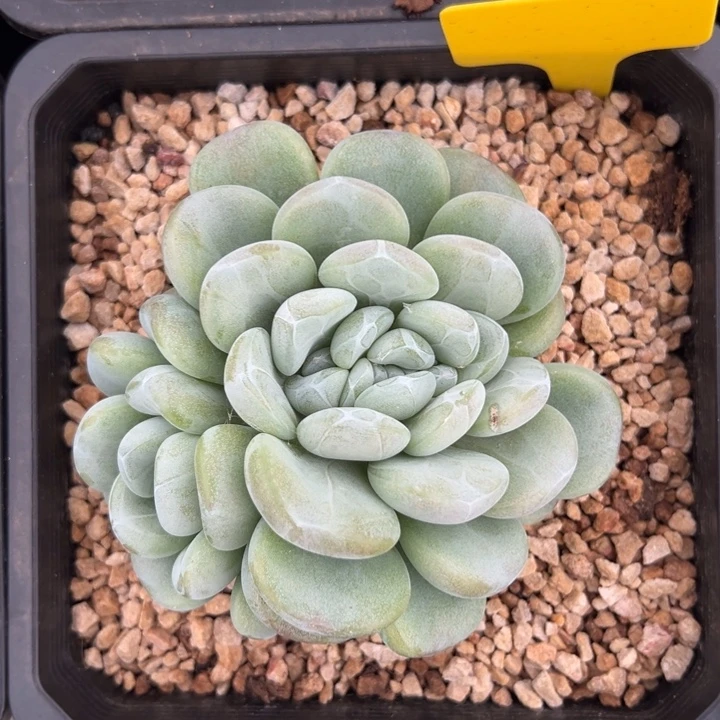 玉麒麟缀化店庆福利