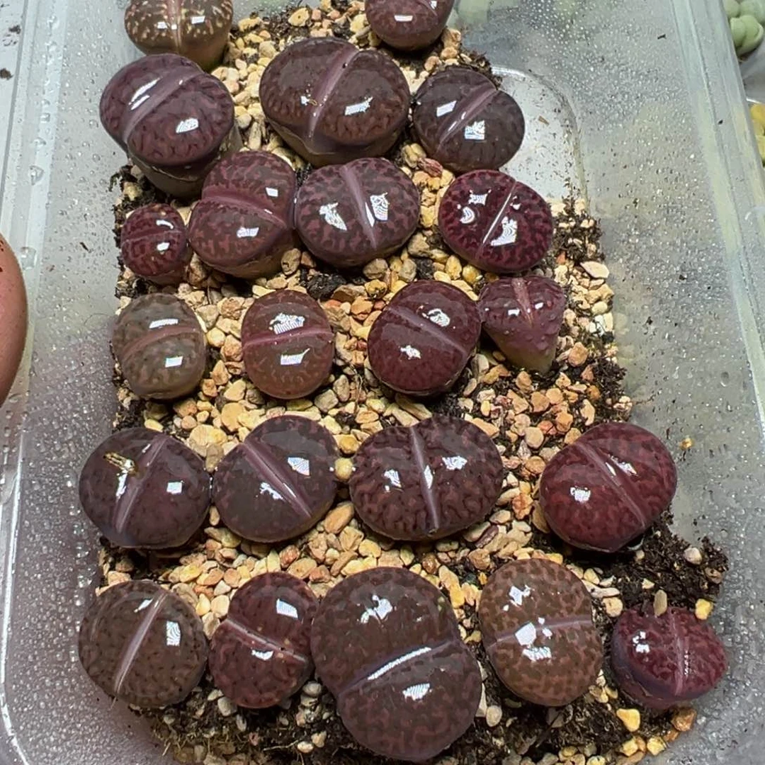 【闪购商品】 1128。