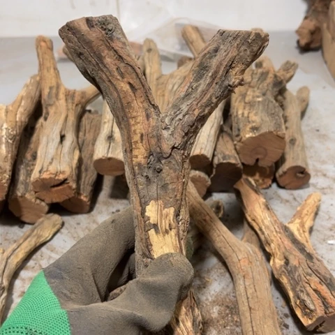 大果紫檀（缅甸花梨）曾***诺