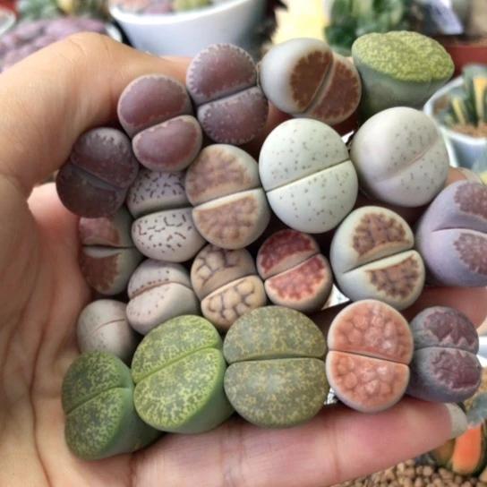 2051，21棵如图彩色