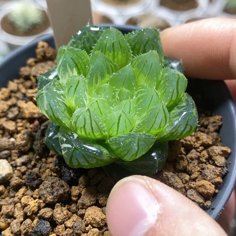 【闪购商品】叼*158实生