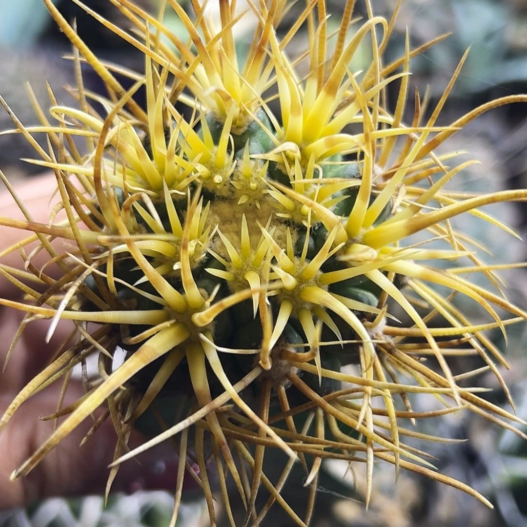 日系金冠龙仙人球66666666