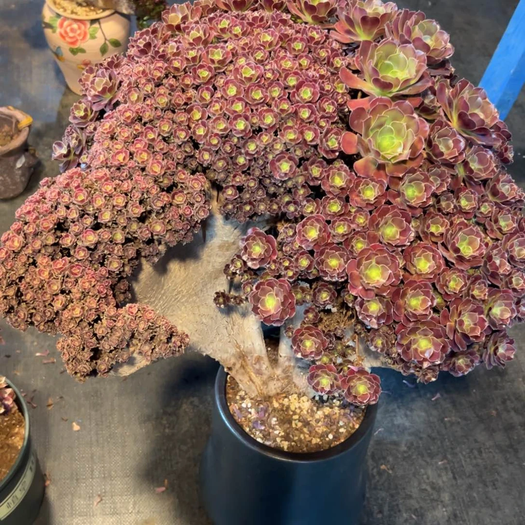 欧子全朵朵老桩厚板瑕疵