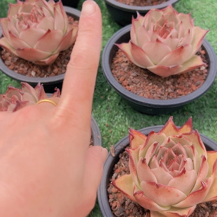 自家土一包土多肉植物