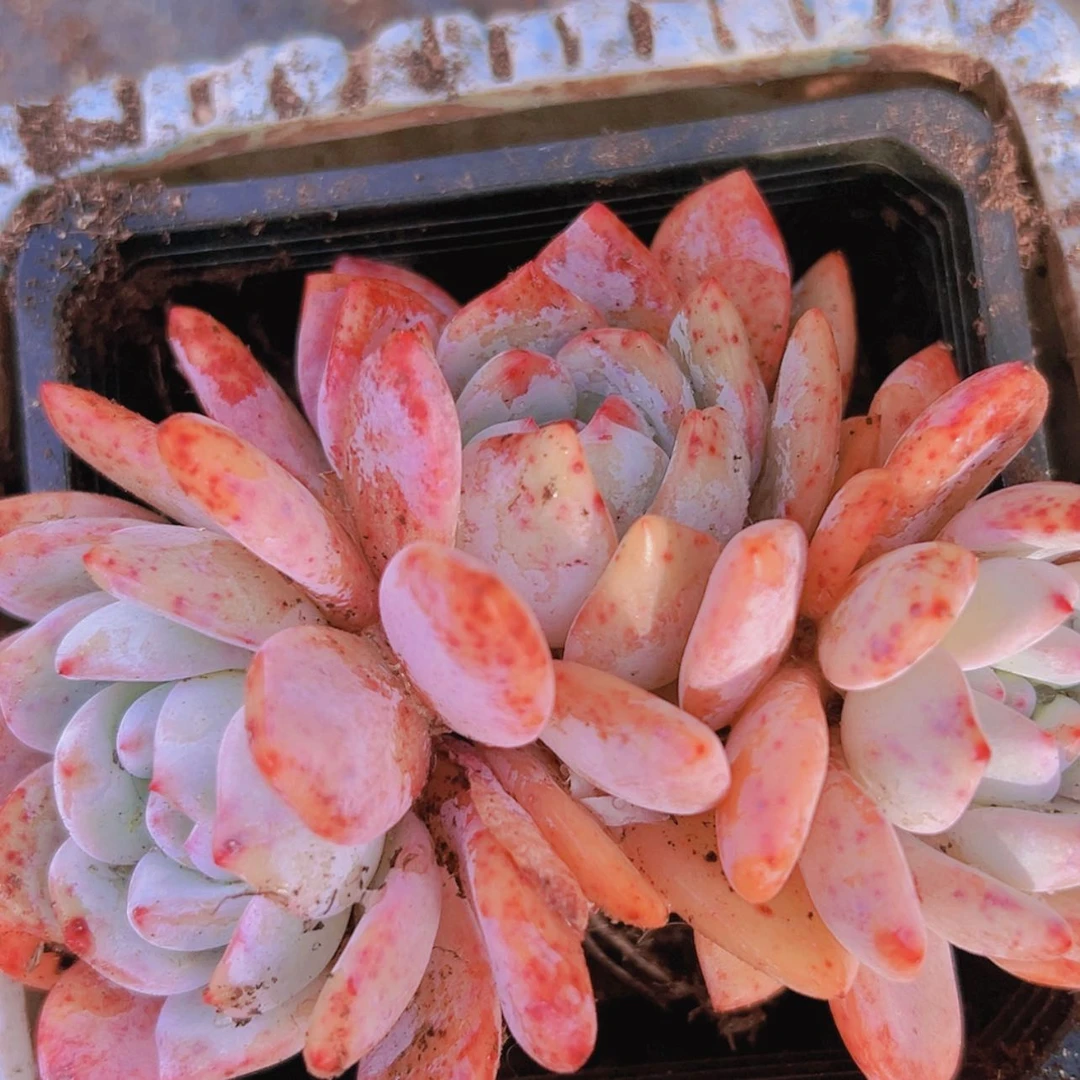 【闪购商品】大群成梦露6.8