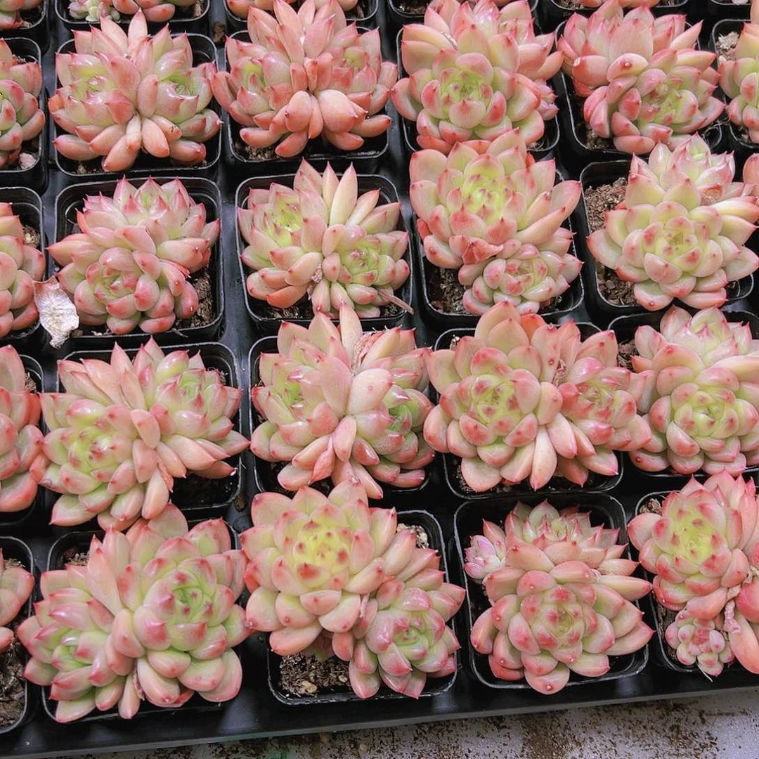 明朗珍妮双头带盆带土19包邮