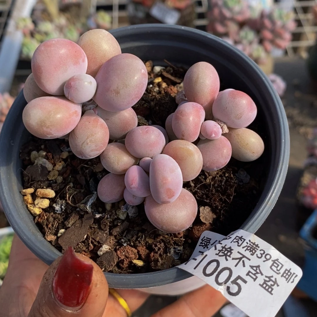 腰子桃蛋005/7c m