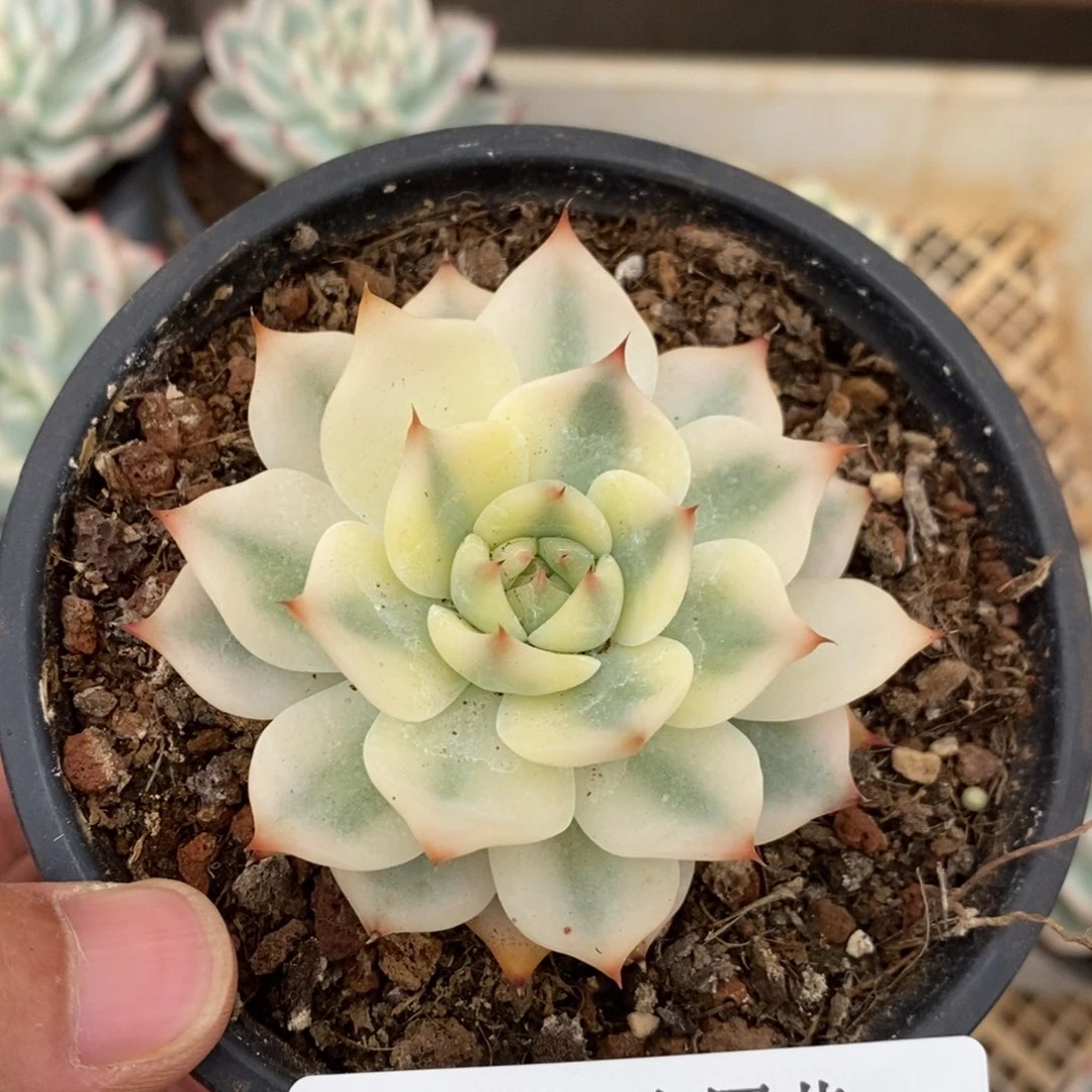 吉娃娃锦多肉植物0543