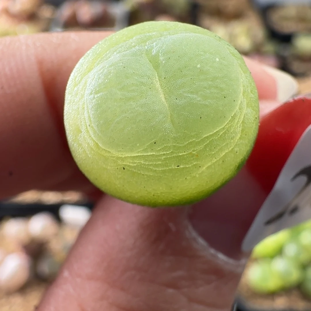 粉拉登 喜欢直接拍2381