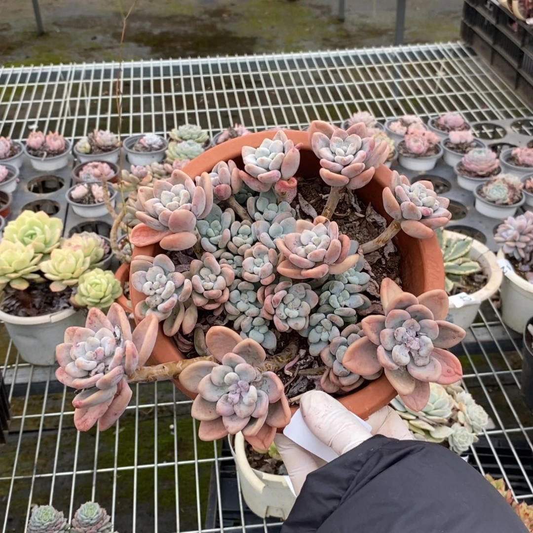 姜***️4414香香雪一物一拍