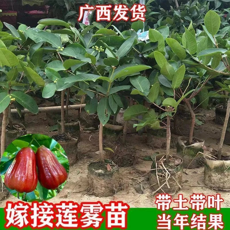 黑金刚莲雾树苗矮种嫁接苗芭比莲雾大苗南方带土带叶果树苗大全