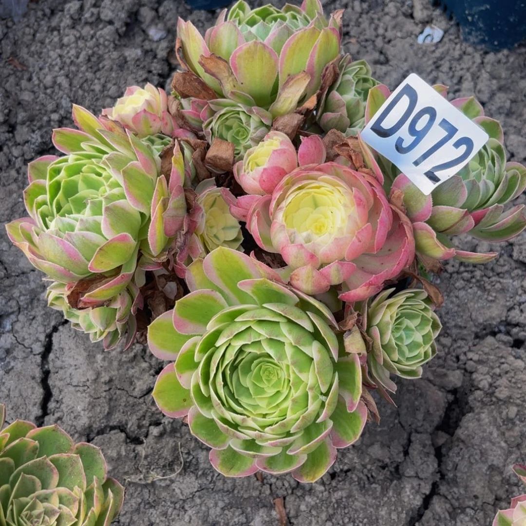 粉体海王法师26///18包邮