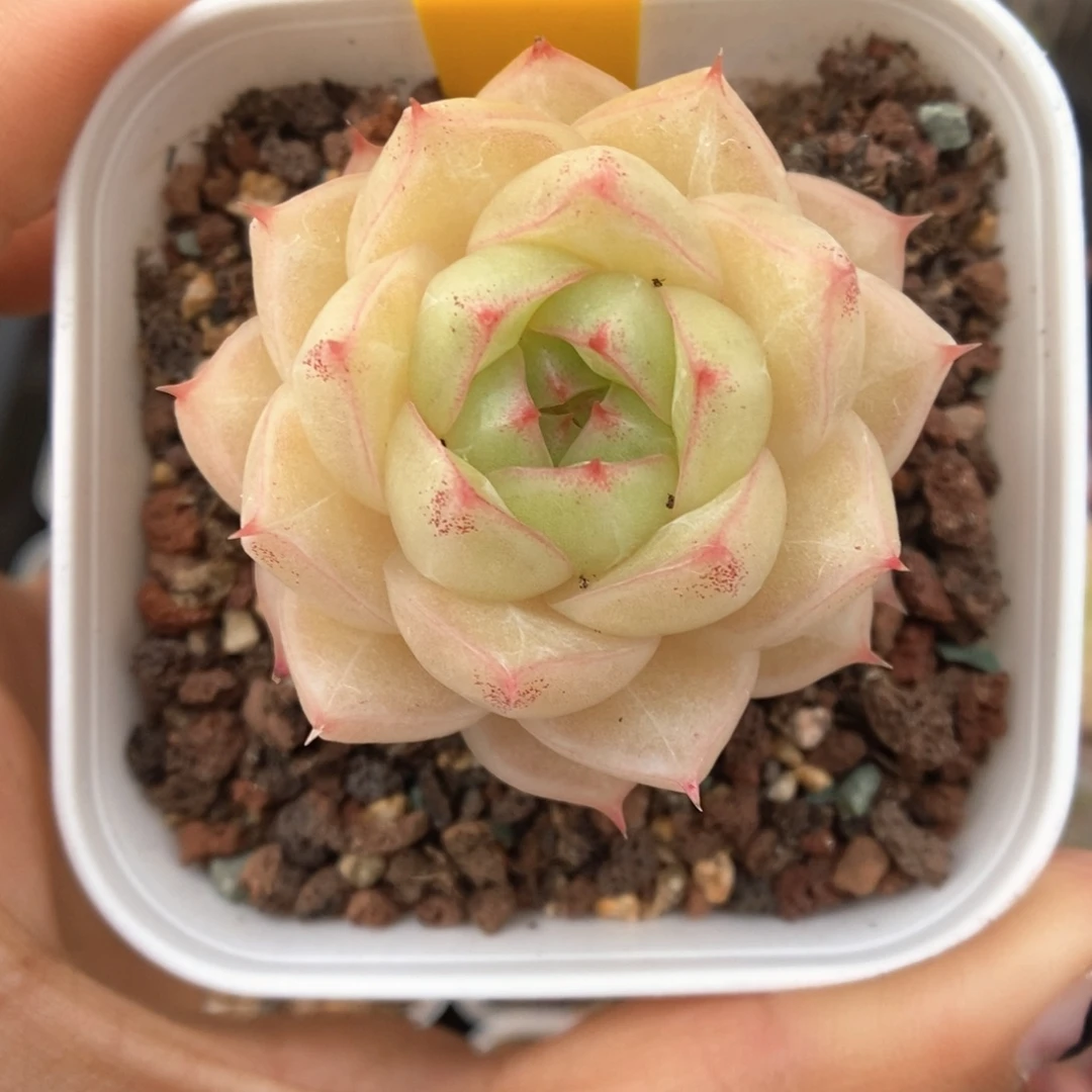 琉璃麦杆314号。