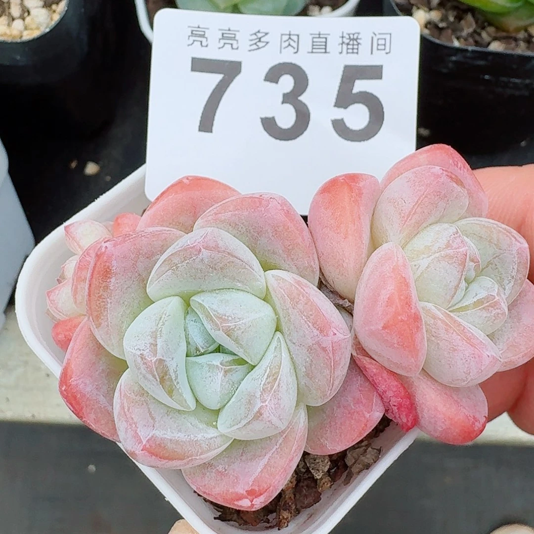 粉糖心冰玉          开播福利