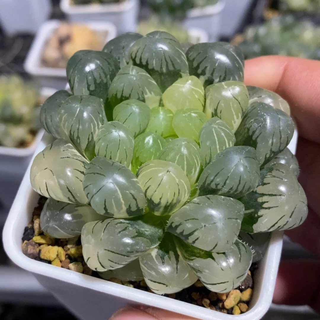 一颗湖水玉露锦 开播福利