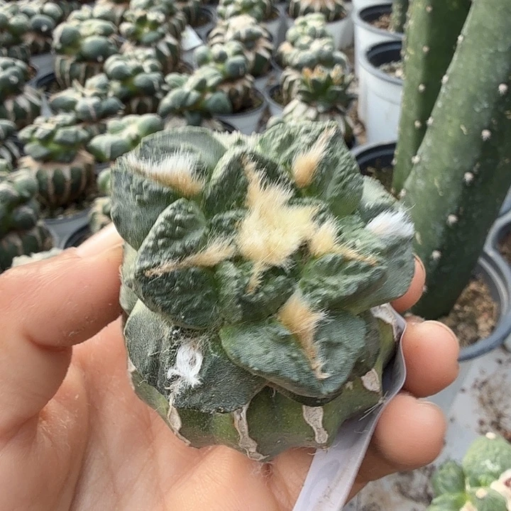 无花朵566金毛龟甲牡丹和