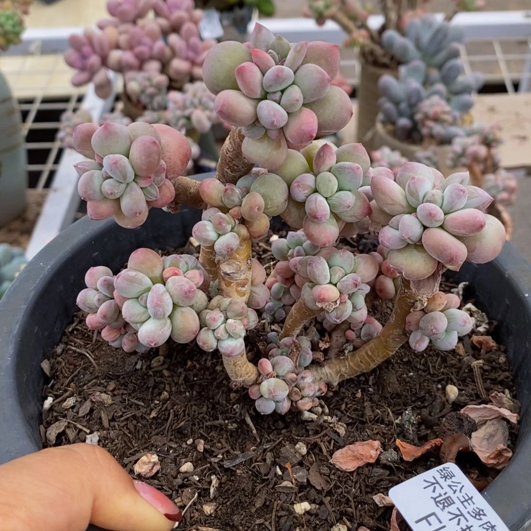 苹果奶酪255-10c m