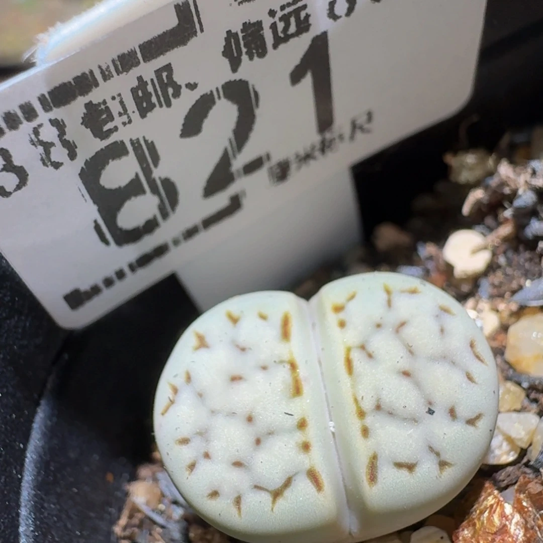 Sssss精品生石花821