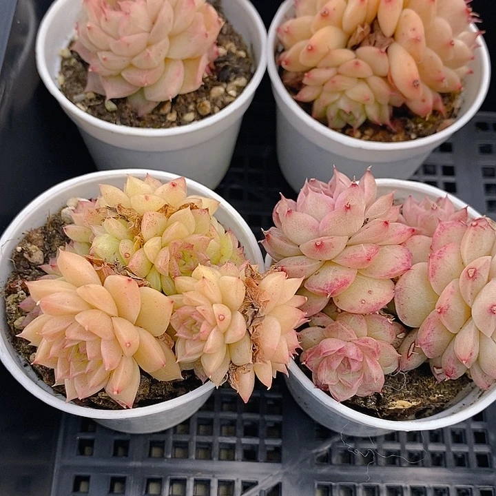 136 多肉植物盆栽花卉植物