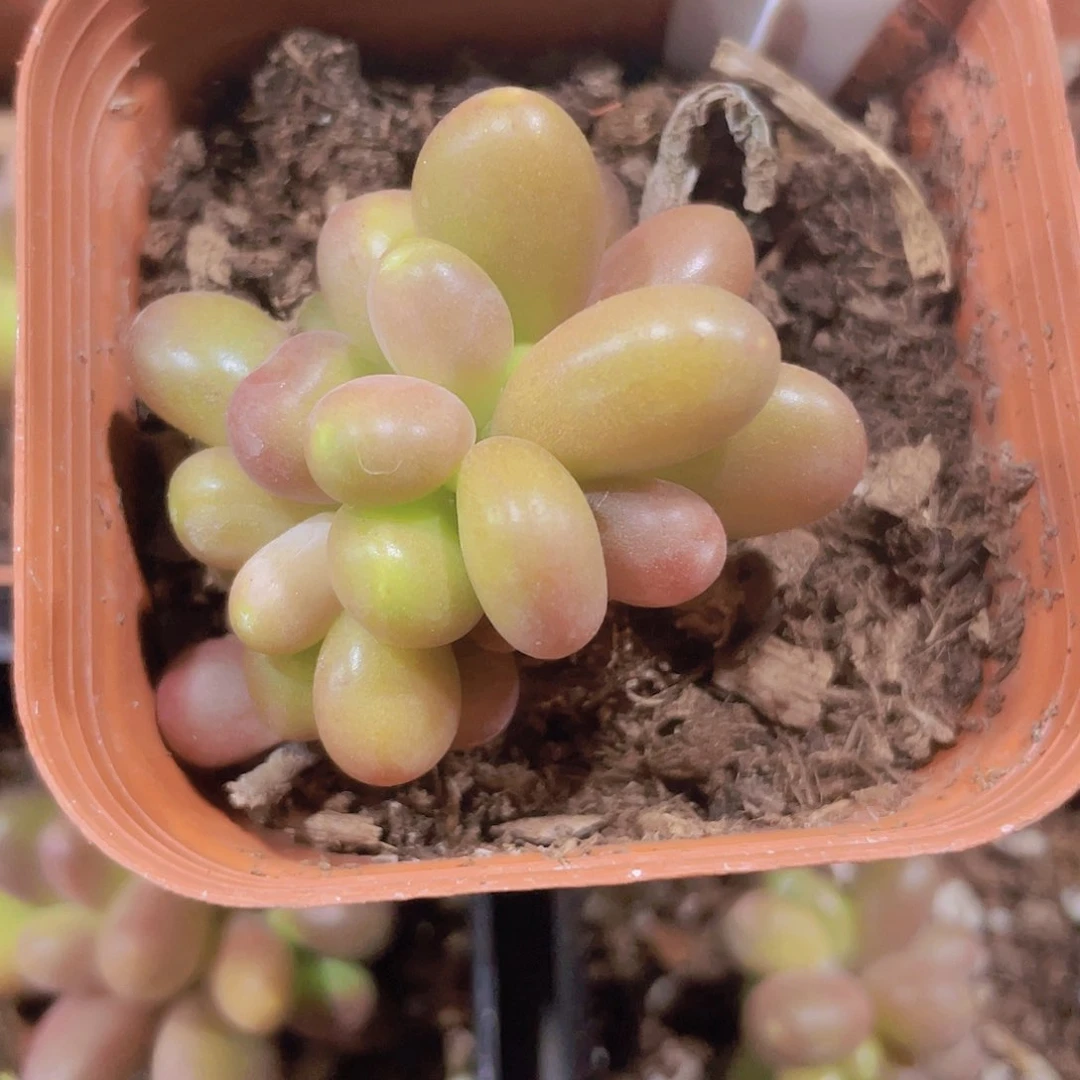 芒果奶w051一物一拍