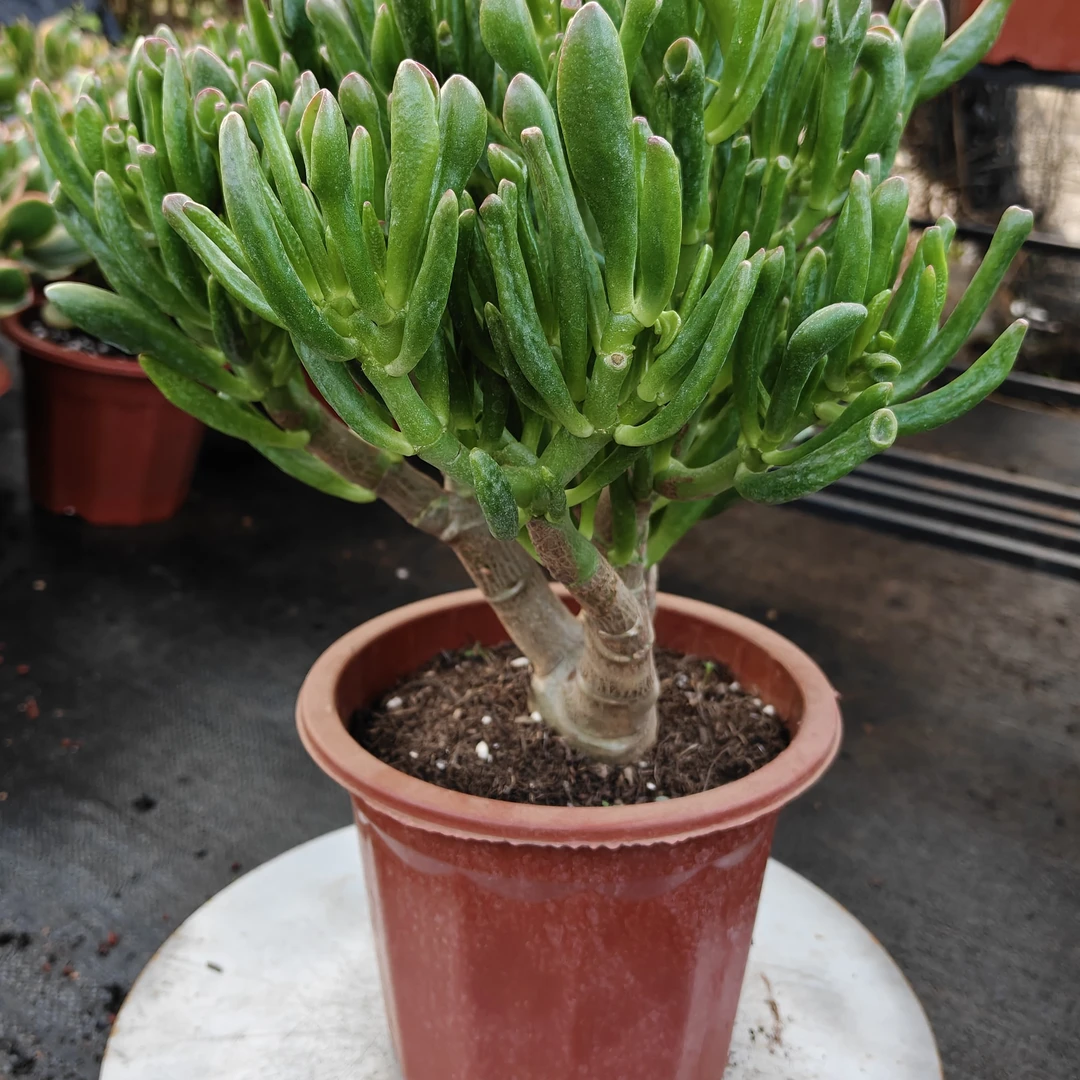 3年吸财树室内外好养好看新手必备多肉植物（脱盆带土发货）