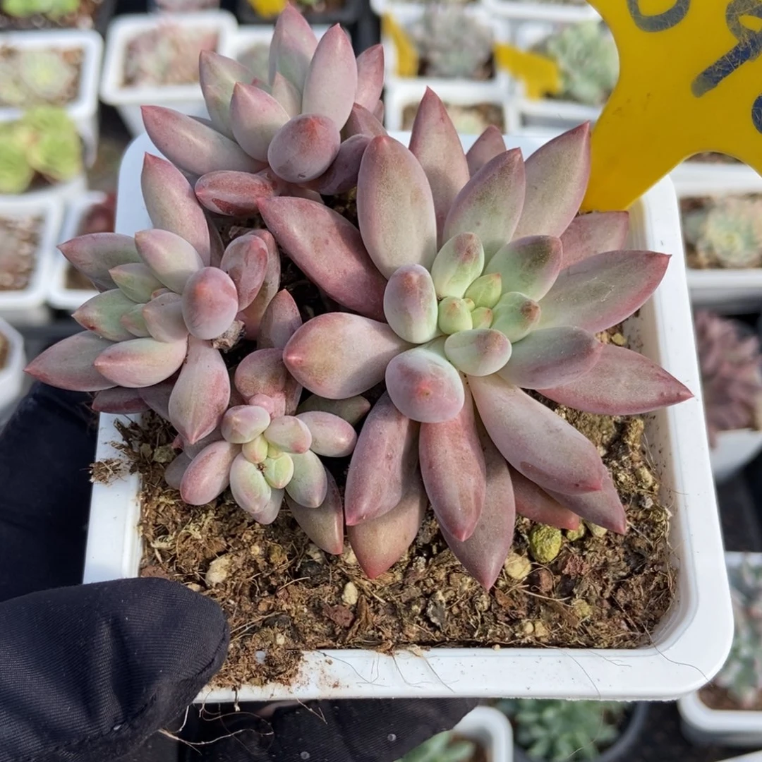890车厘子多肉植物多肉