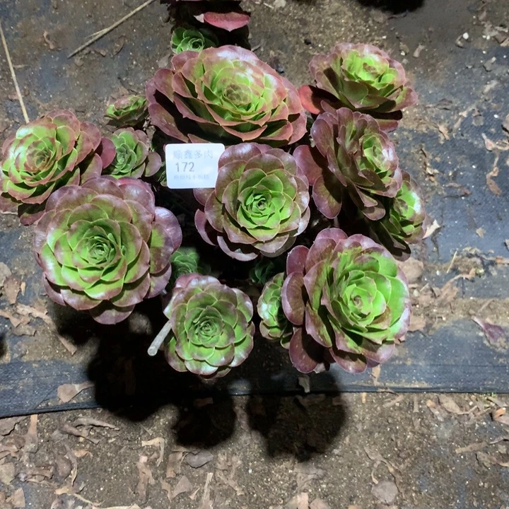 172玫瑰多肉植物特价