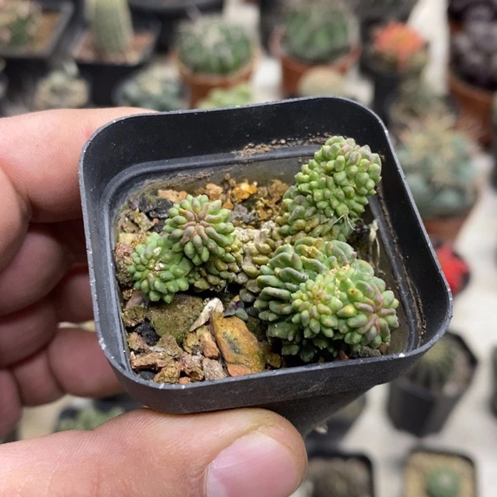 蝌蚪球群特价福利