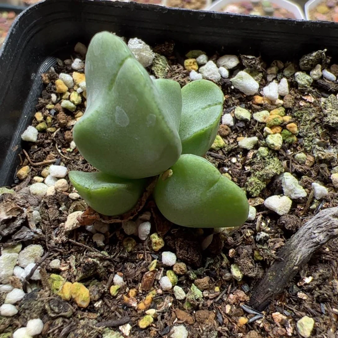 【闪购商品】31 托马斯水饺