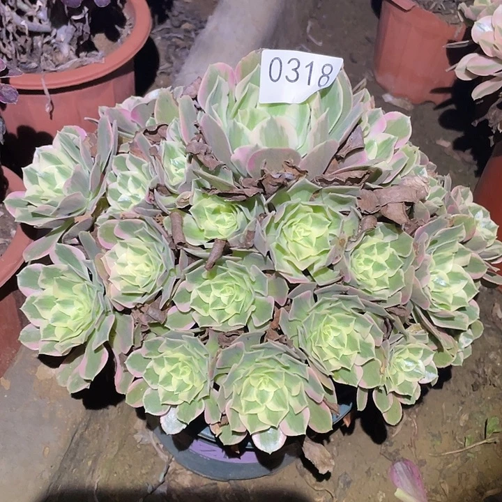多肉植物法师318女妖