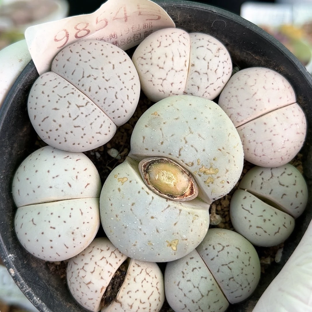 好养易活生石花大母本9854