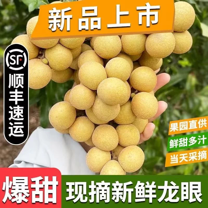 广东东莞储良龙眼现摘现发清甜多汁当季新鲜水果