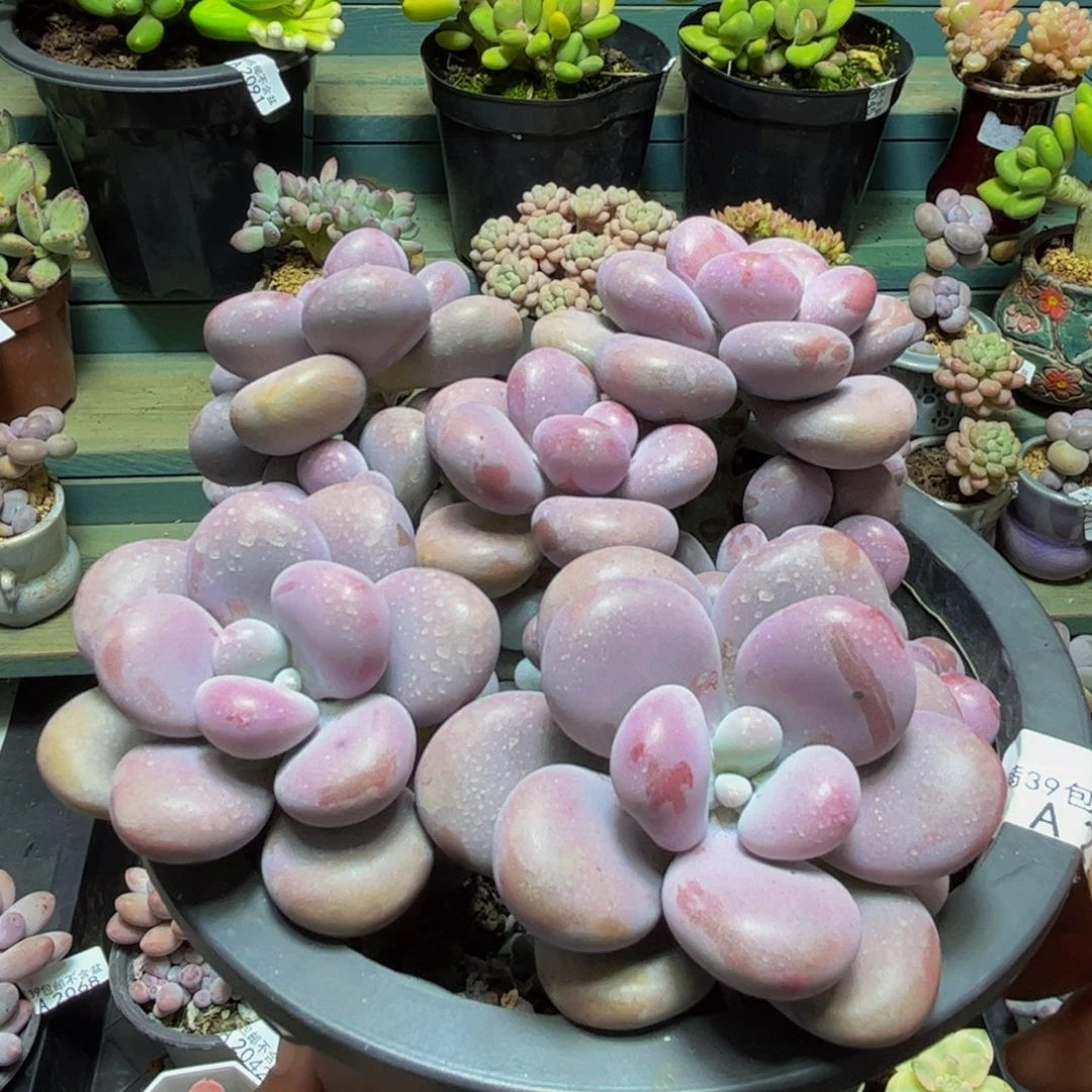 2286腰子桃蛋12cm多肉