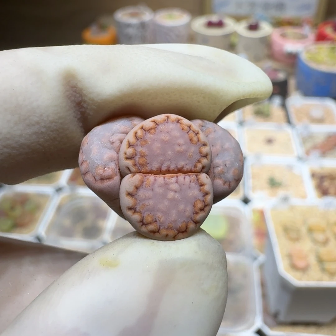 用****80221-32饼干编号217