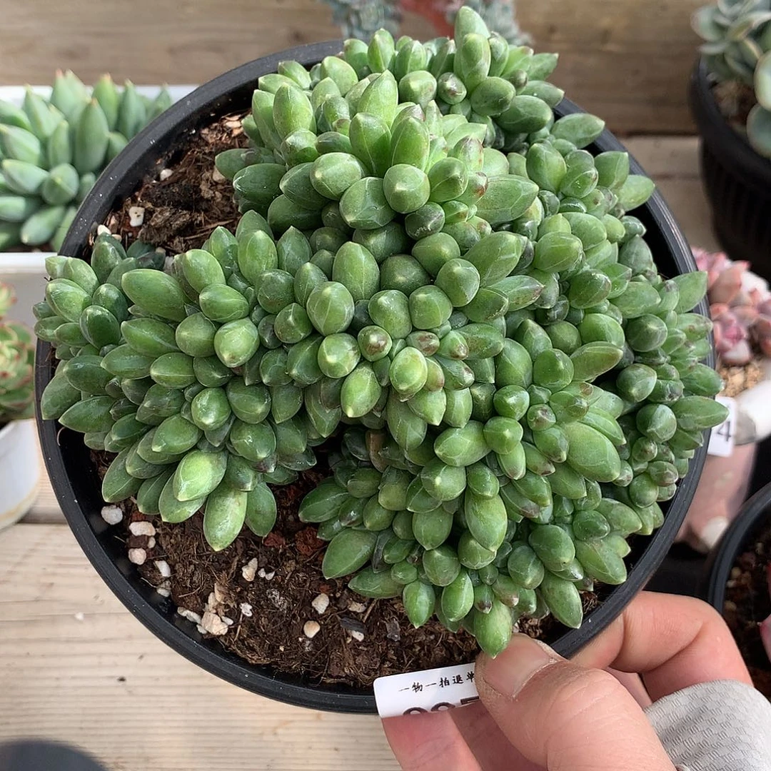 0050千代田缀化一颗15厘米