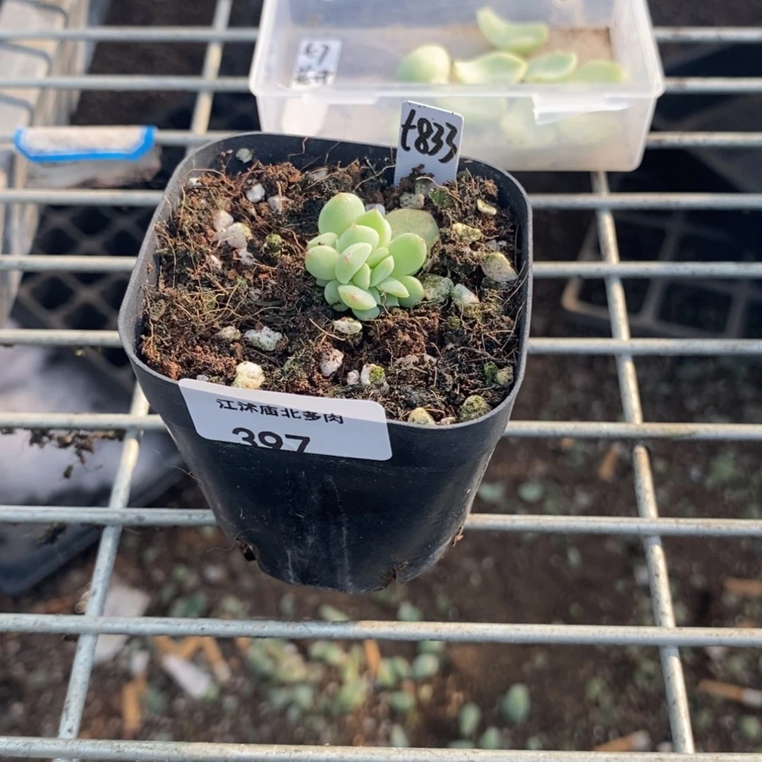 397号甜心833一个多肉