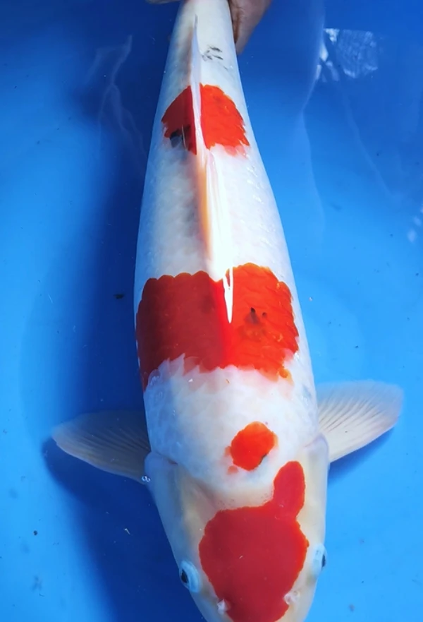 纯种红白三色锦鲤观赏鱼活体冷水淡水鱼苗好养耐活