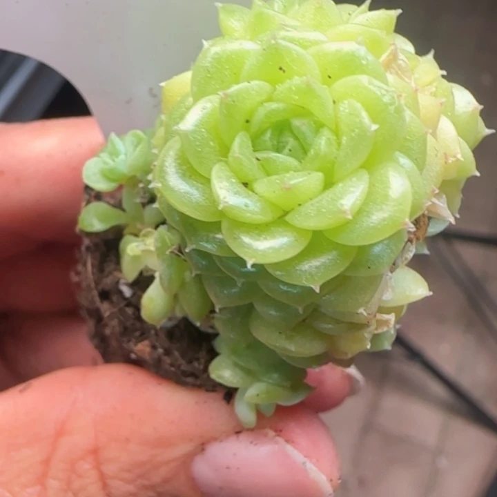 439号  外翻薄叶麦秆