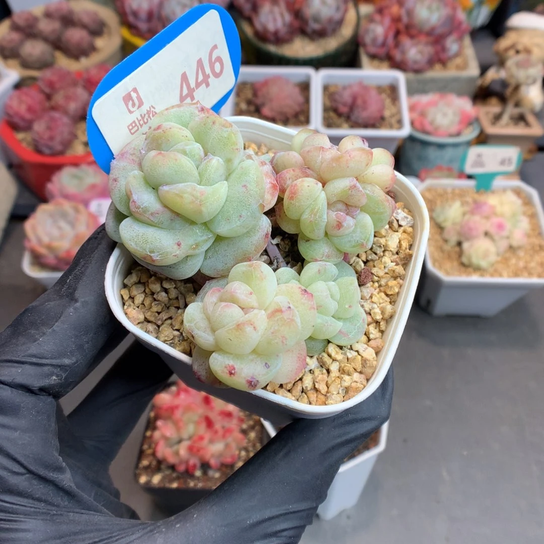 ?****?446 冰玉石化多肉