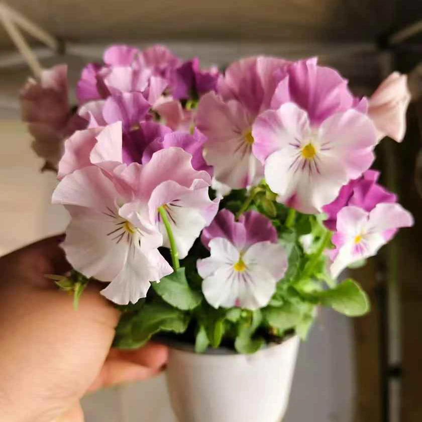 角堇重瓣耧斗菜花苗小苗多年生耐寒盆栽小苗