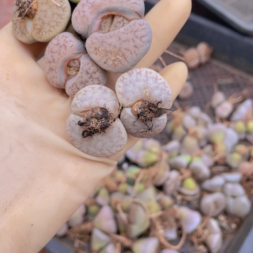 3颗双头曲玉88888888888